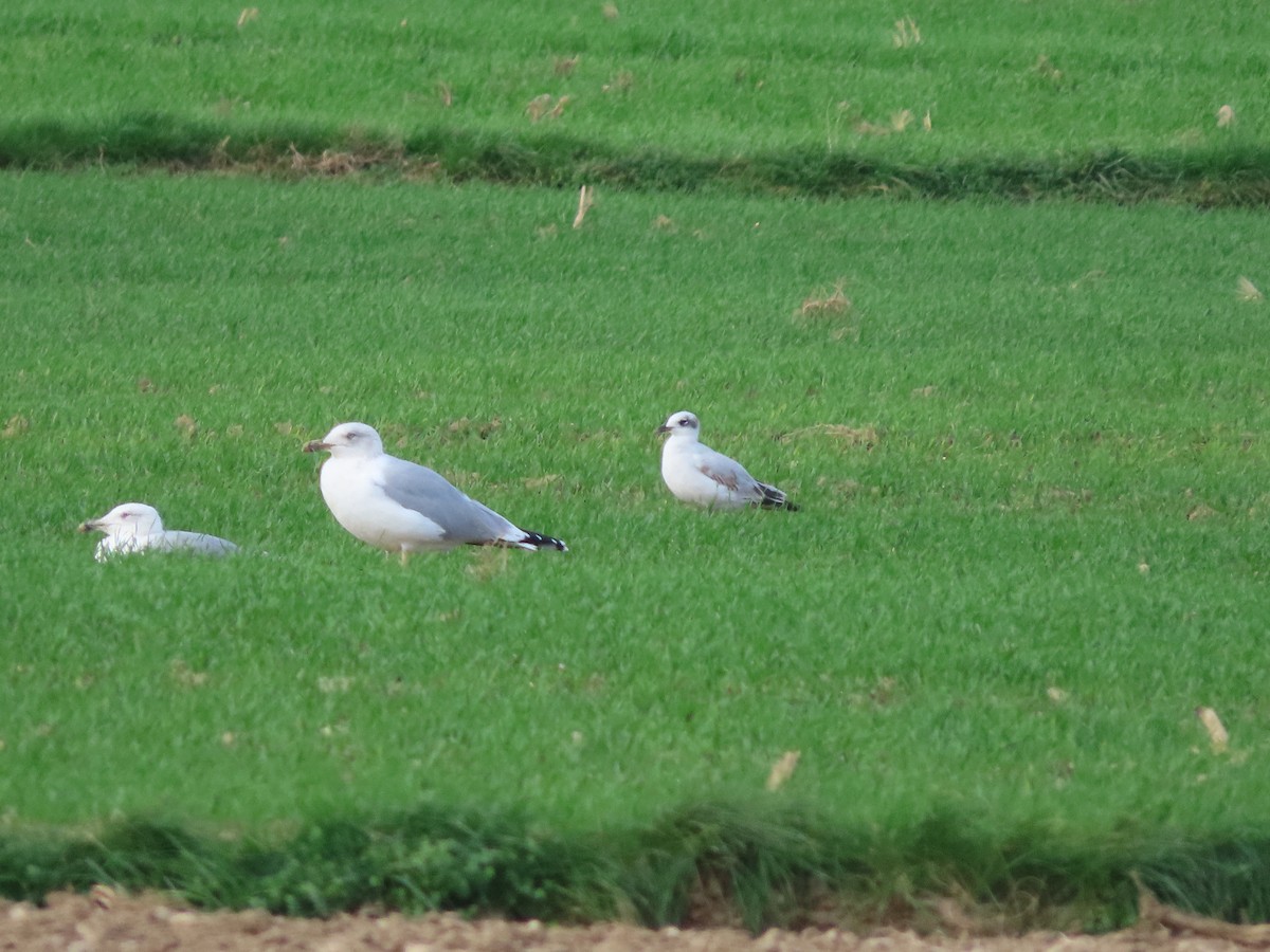 Mediterranean Gull - ML645381117