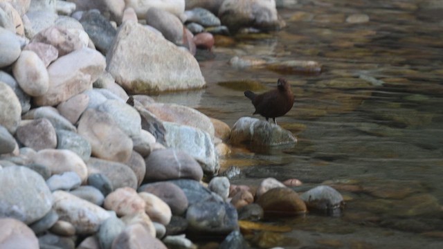 Пронурок бурий - ML645381118