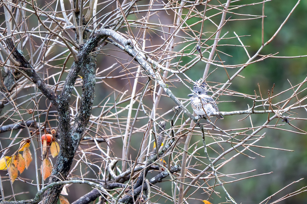 Crested Kingfisher - ML645381130