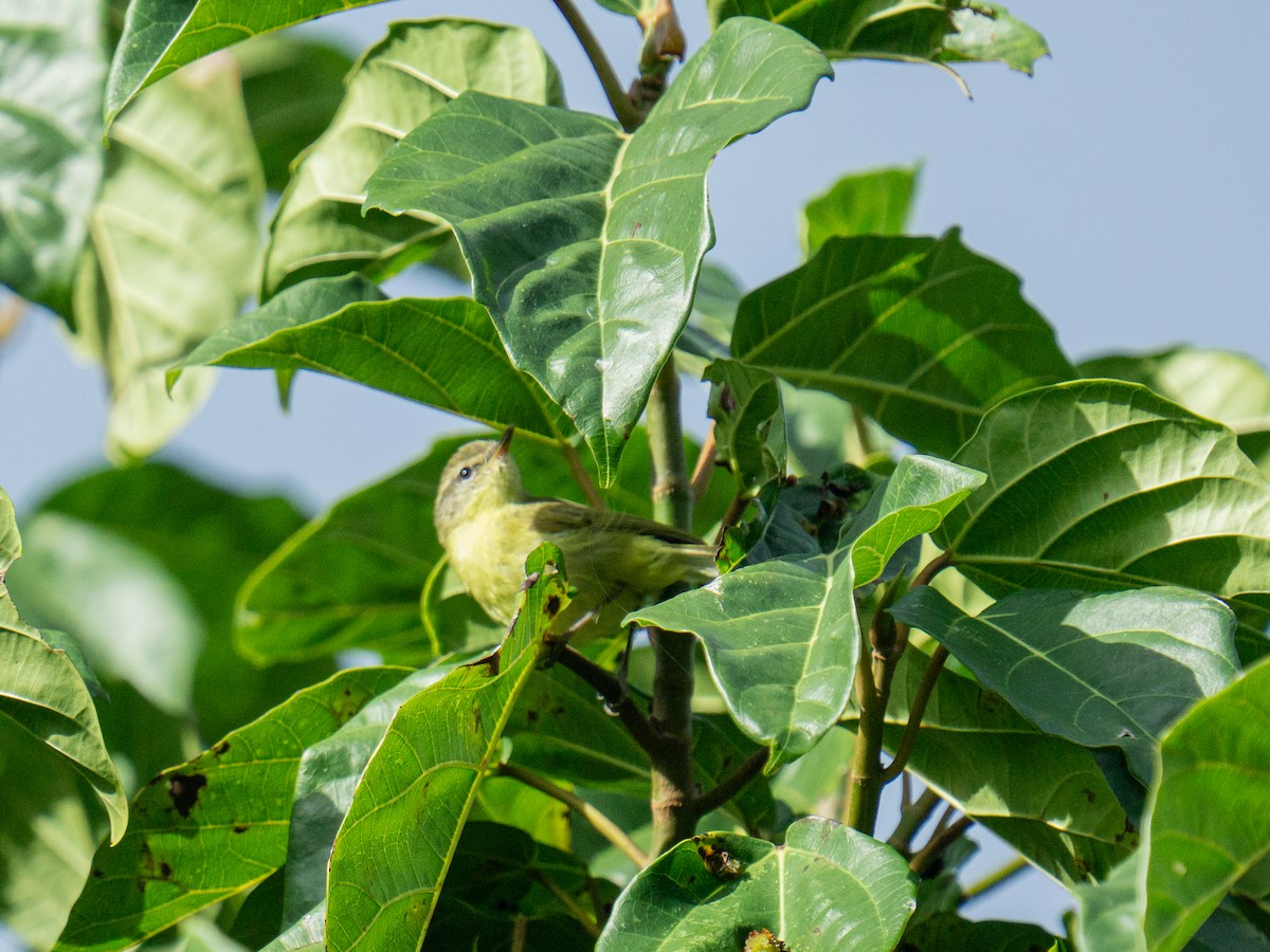 budníček timorský (ssp. floresianus) - ML645381131