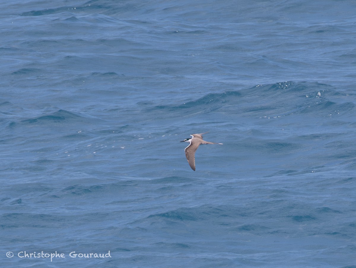 Bridled Tern - ML645381144