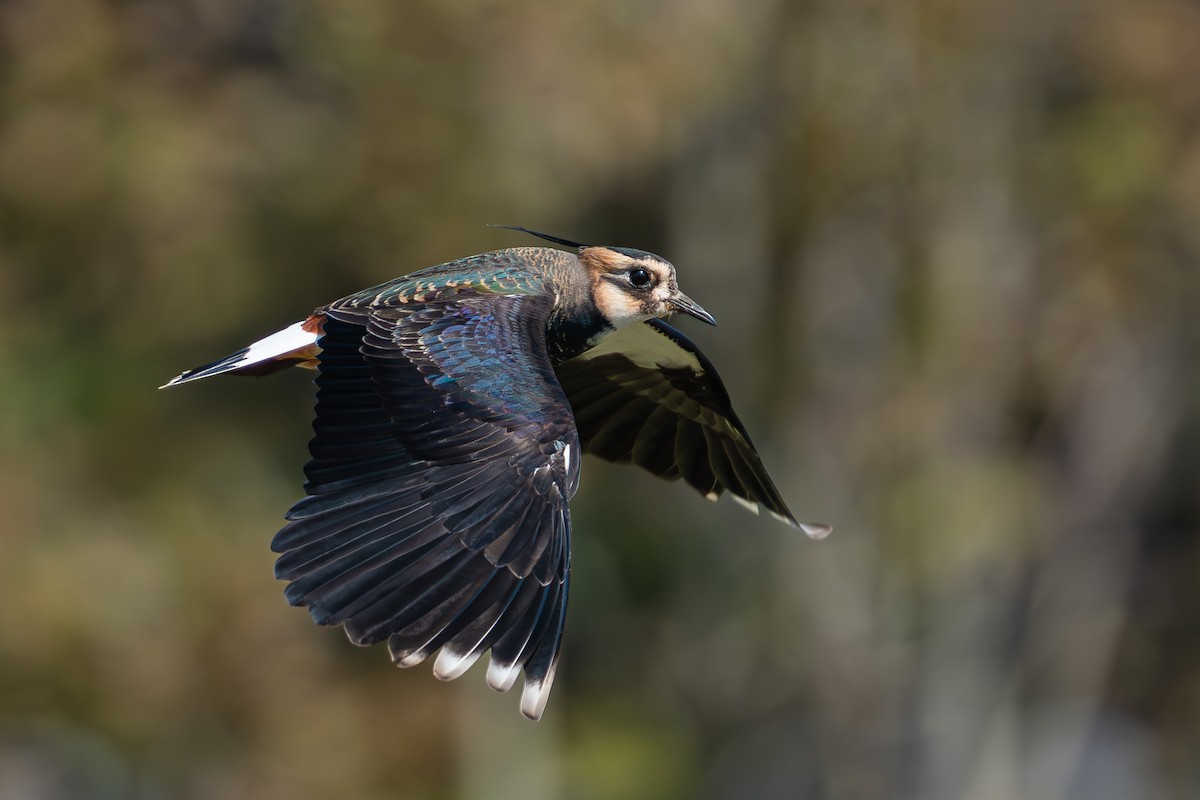 Northern Lapwing - Kenneth Lam