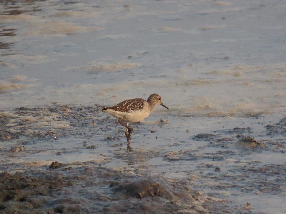 タカブシギ - ML645381163