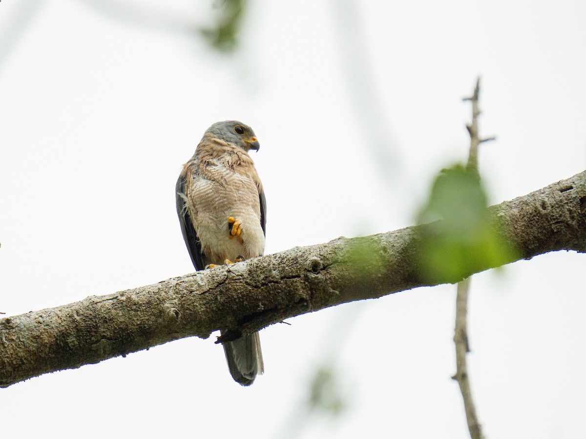 protevshauk (sylvestris) - ML645381167