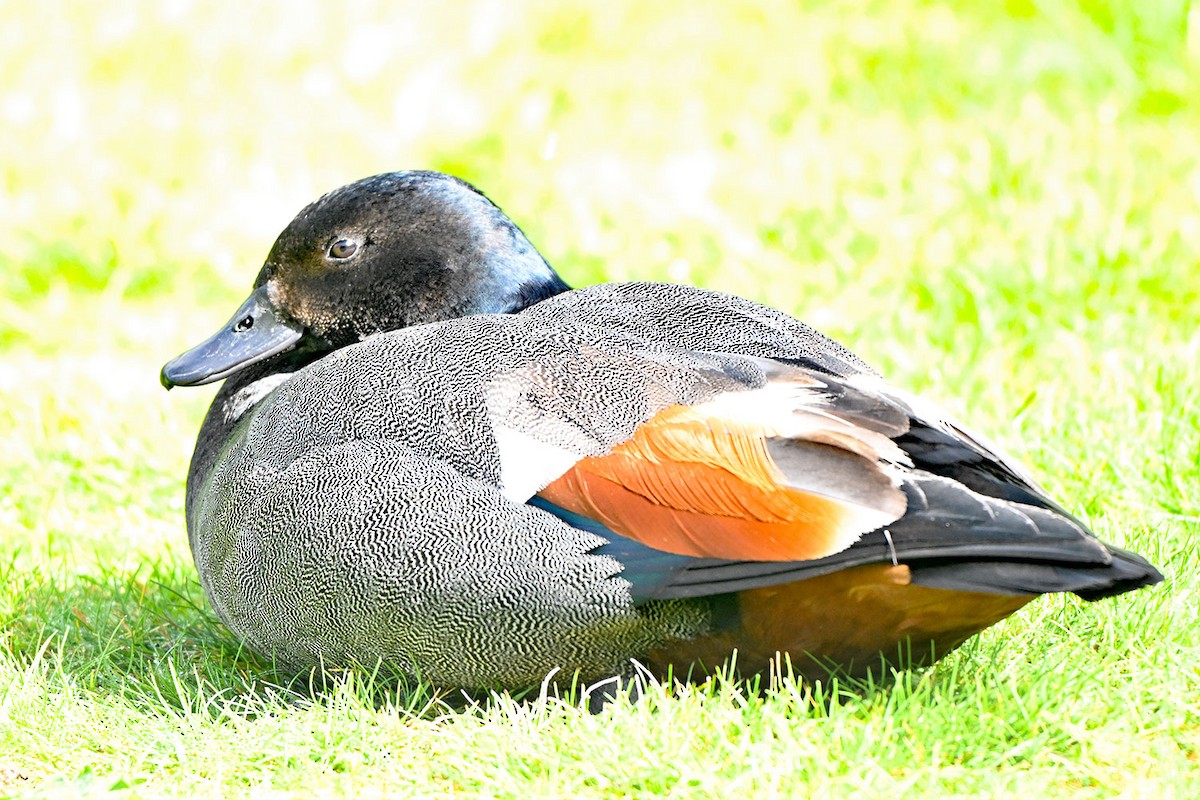 Tarro Maorí - ML645381187