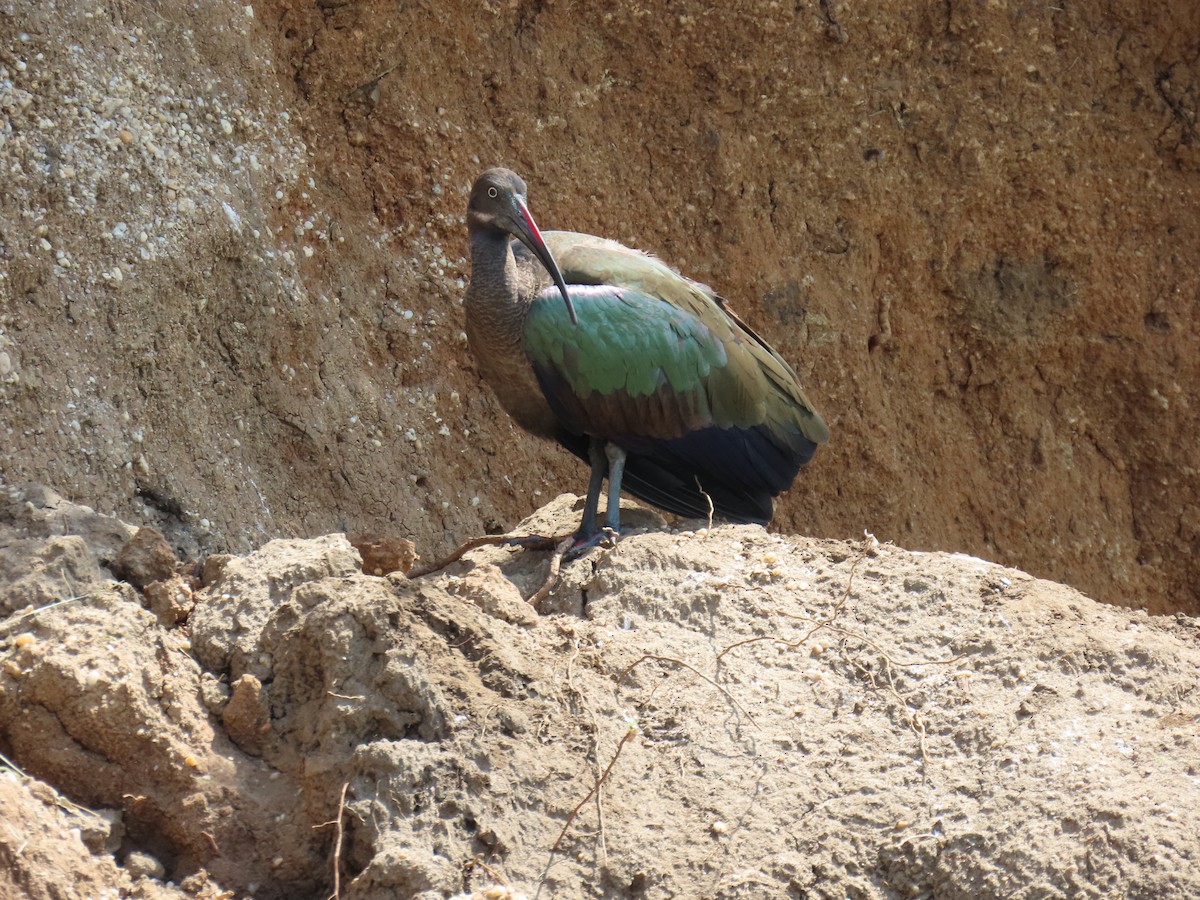Hadada Ibis - ML645381203