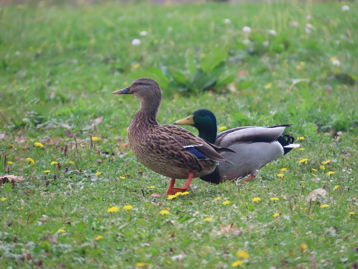 Mallard - ML645381206