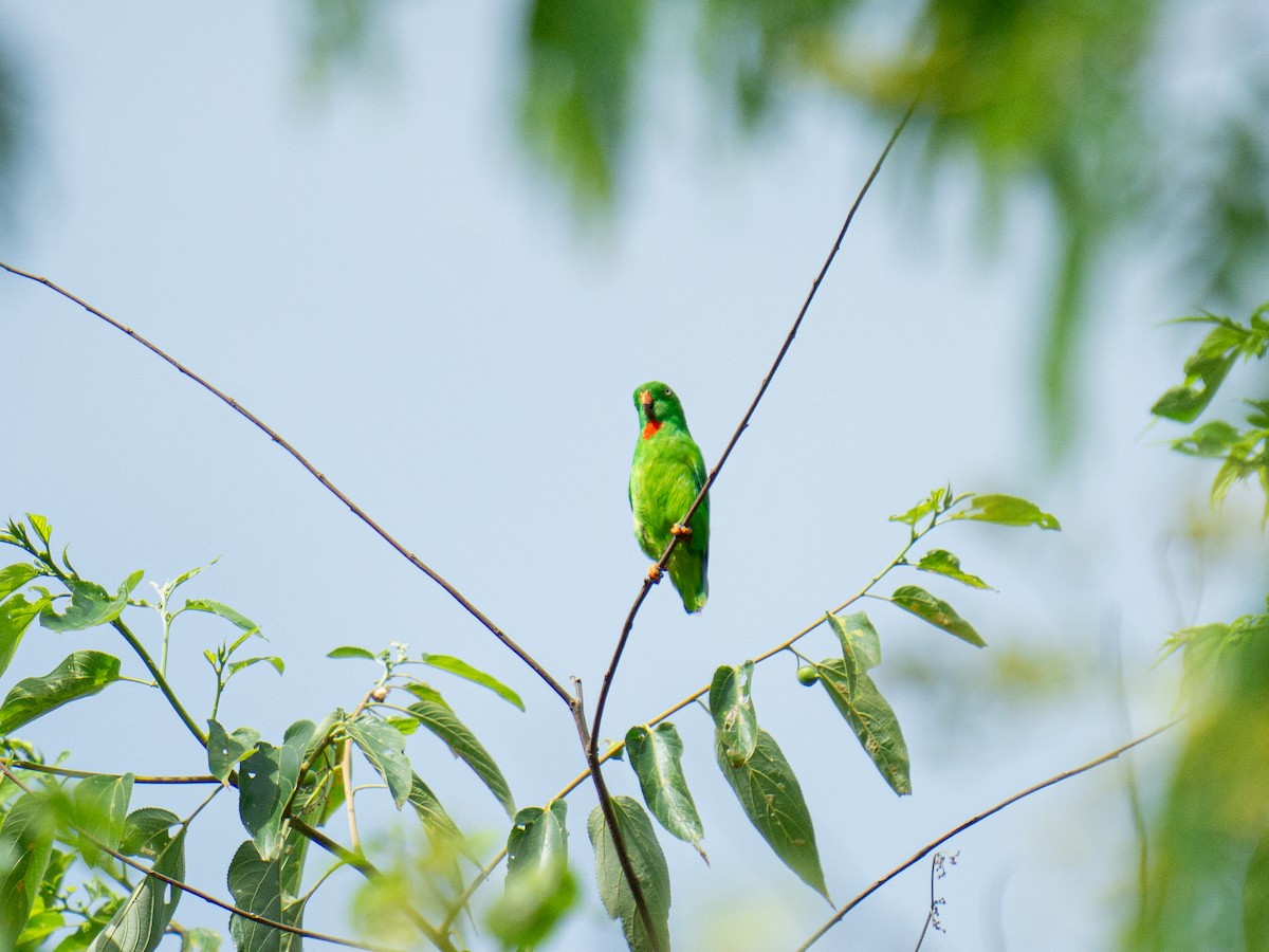 lorikul floreský - ML645381213