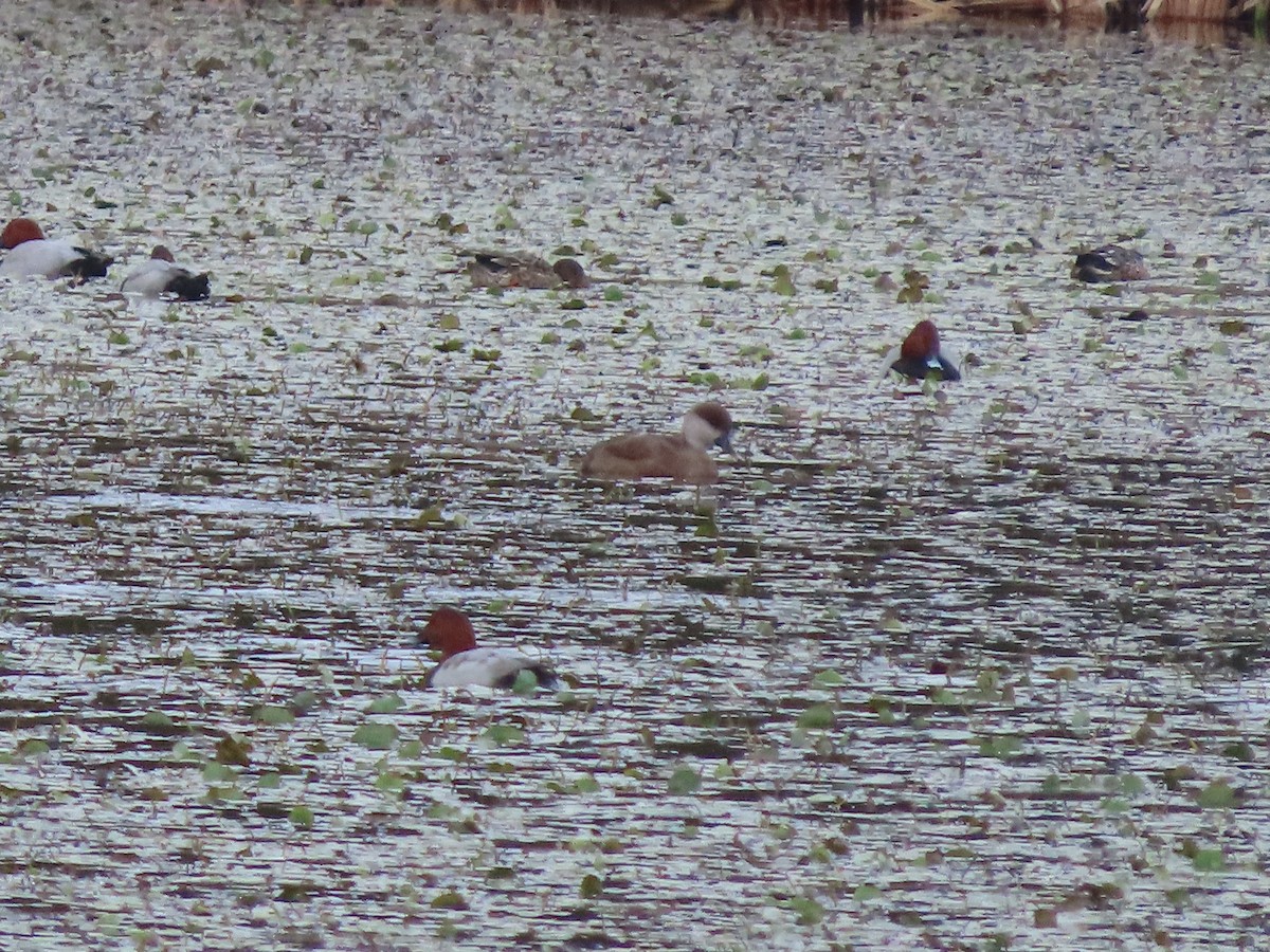 Red-crested Pochard - ML645381215