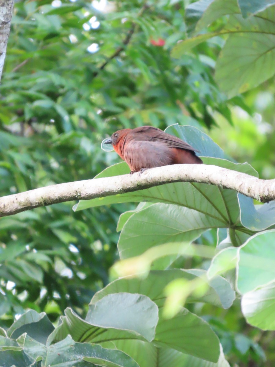 Red-throated Ant-Tanager - ML645381235