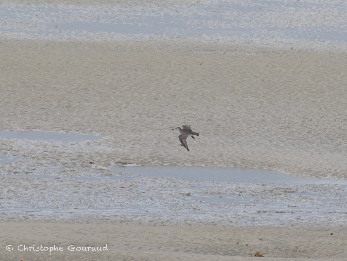 キアシシギ - ML645381249