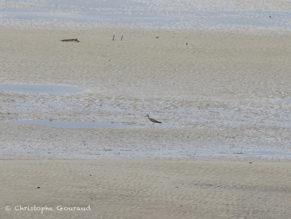 キアシシギ - ML645381250