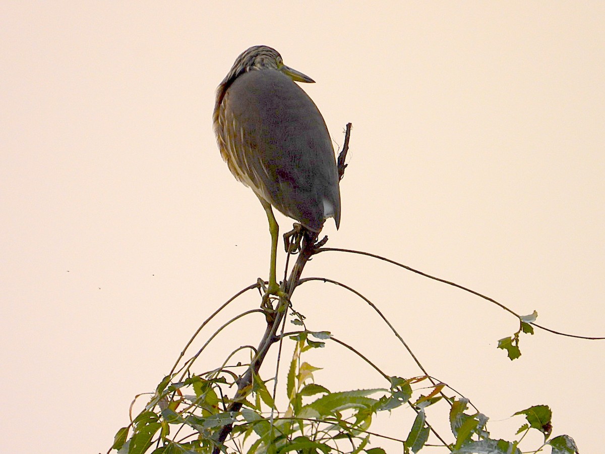 Hint Alaca Balıkçılı - ML645381252