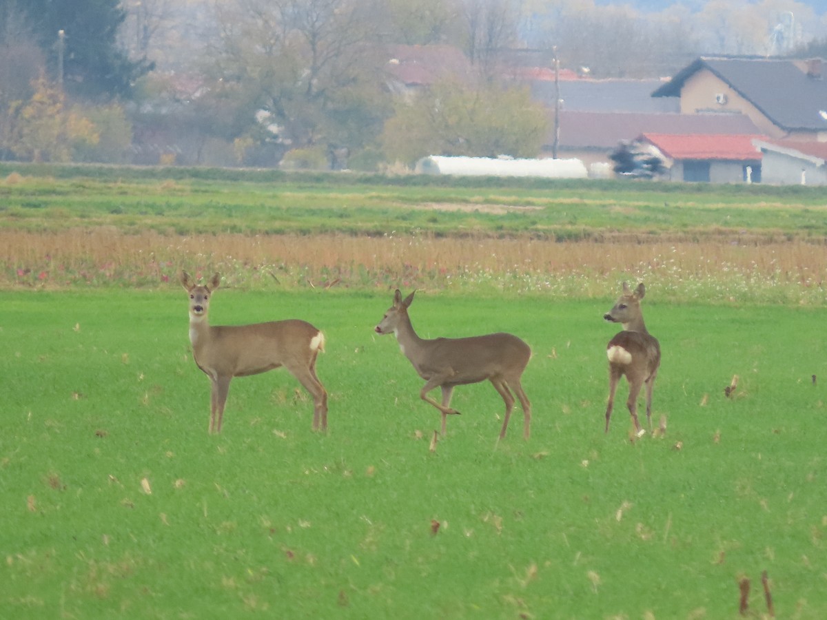 Roe Deer - ML645381253