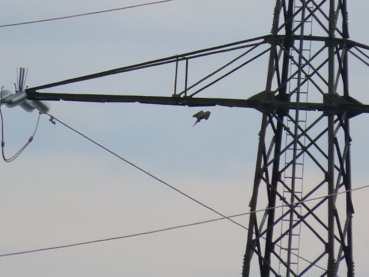 Балобан - ML645381258