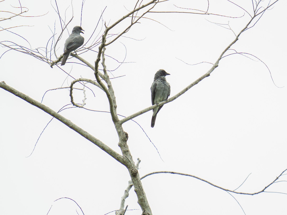 Wallacean Cuckooshrike (Flores) - ML645381269