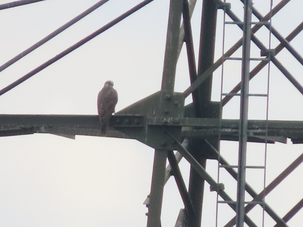 Балобан - ML645381272