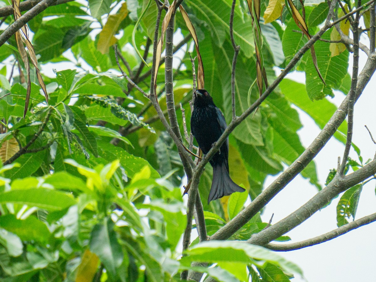 drongo sundský (ssp. bimaensis) - ML645381274