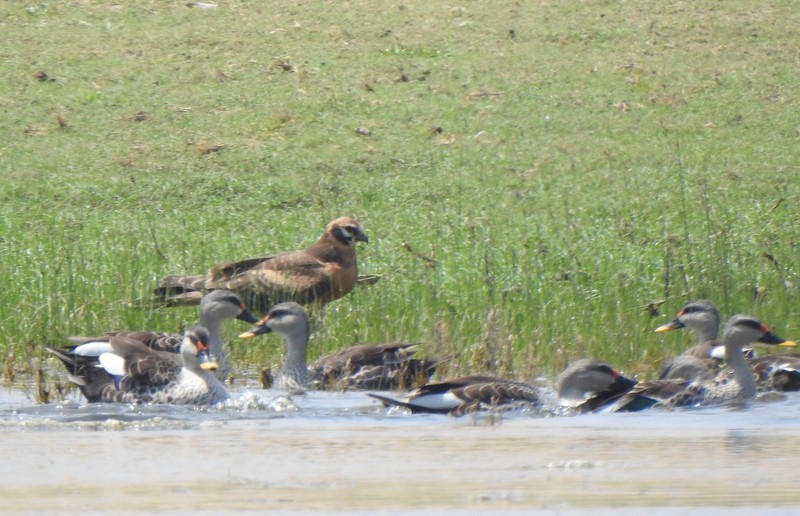 Mirotz lepazuria - ML645381282