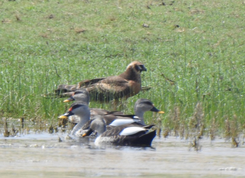 Mirotz lepazuria - ML645381283