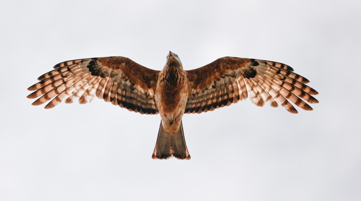 Чубатый коршун - ML645381289