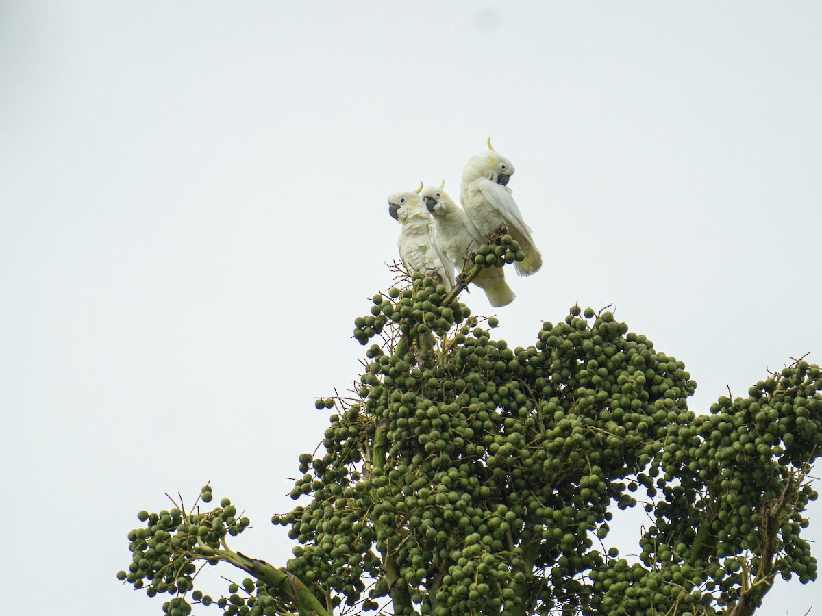 Yellow-crested Cockatoo - ML645381290