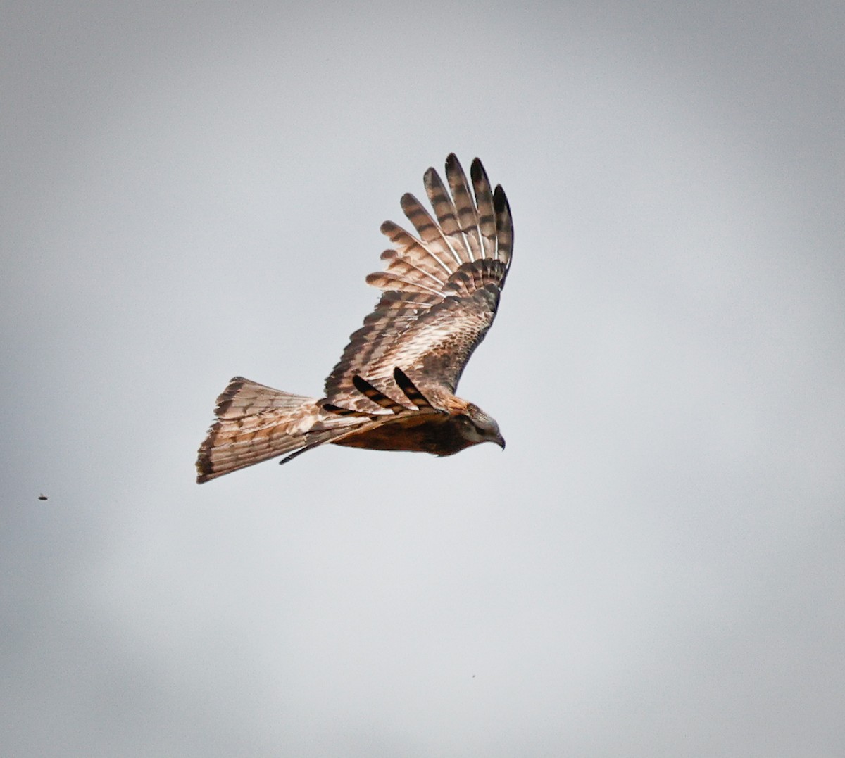 Чубатый коршун - ML645381291