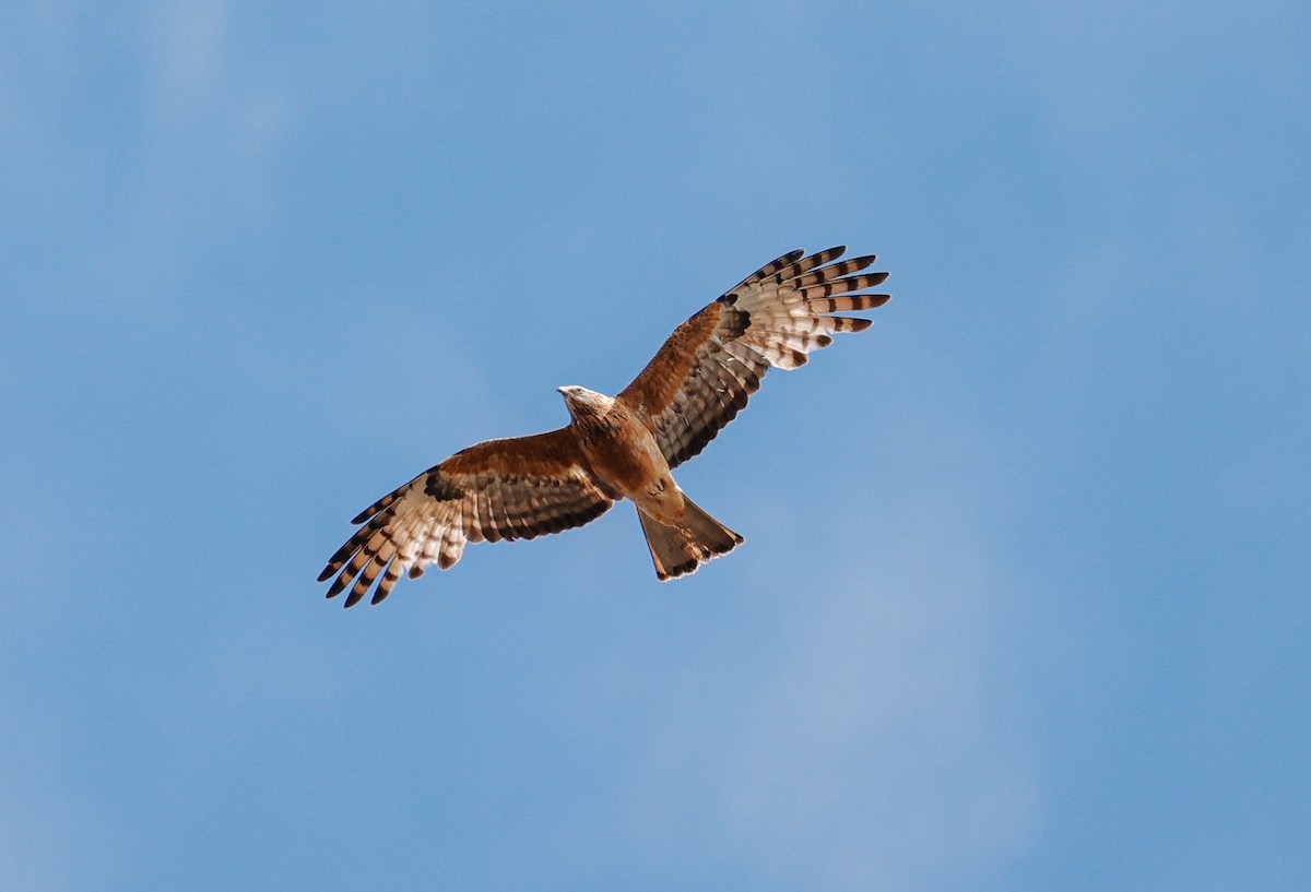 Чубатый коршун - ML645381293