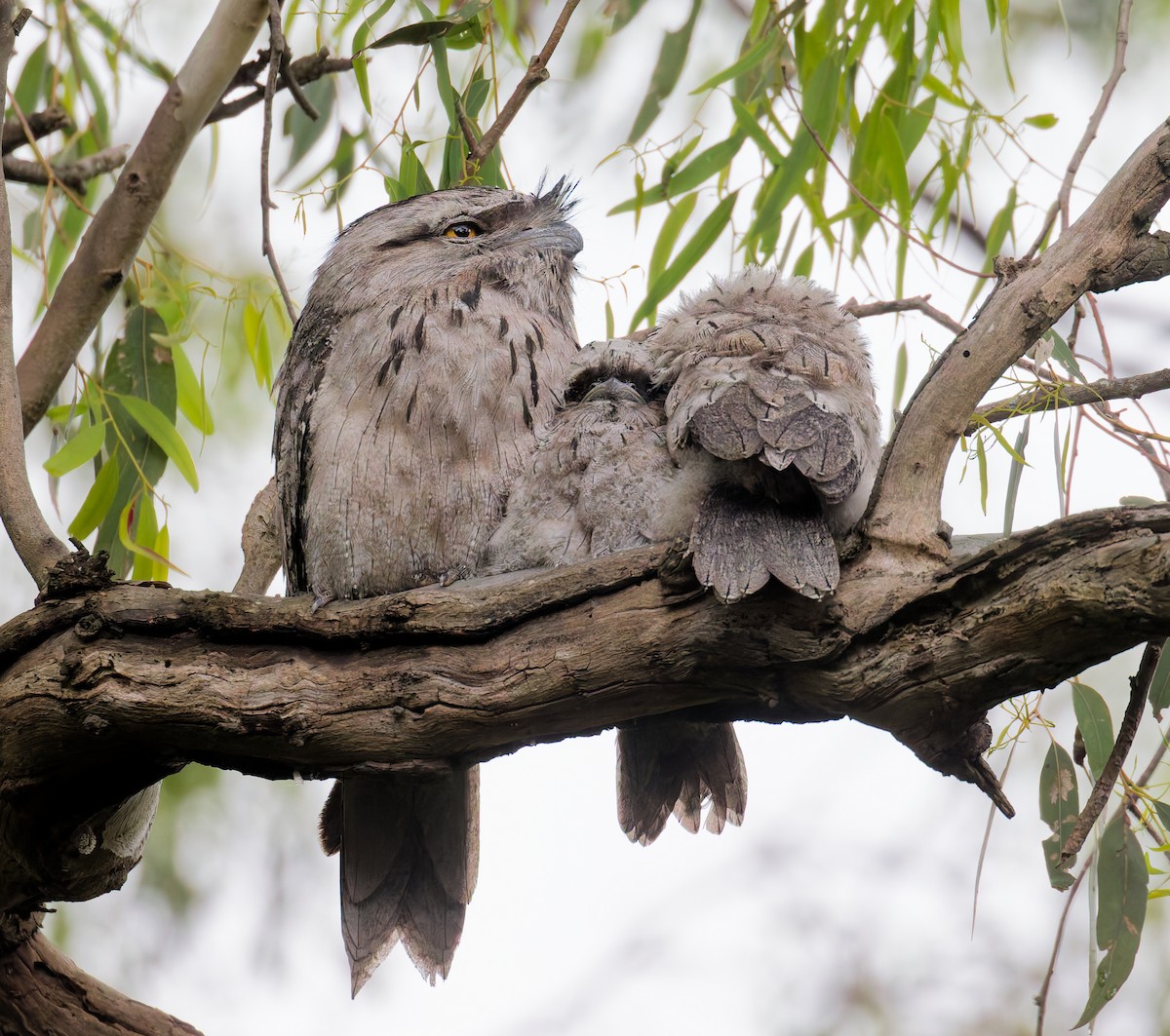 Tawny Frogmouth - ML645381300