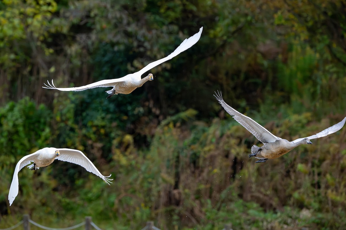 Whooper Swan - ML645381305
