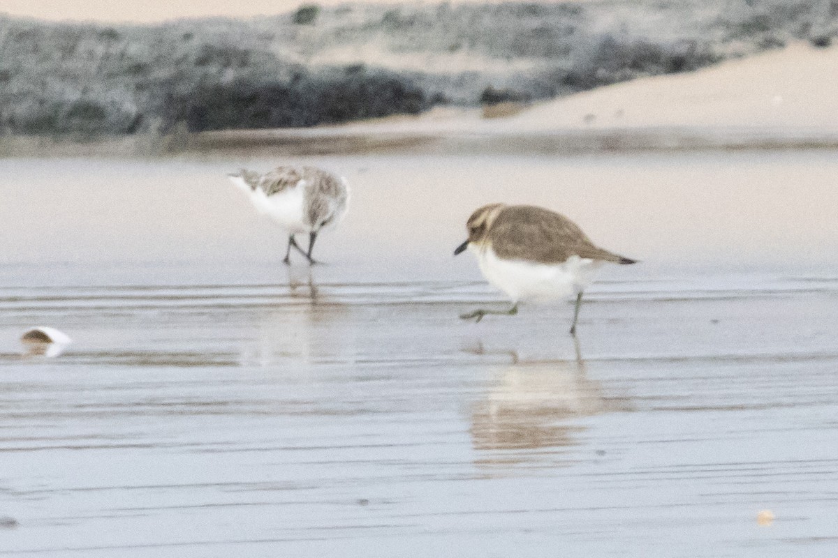 Double-banded Plover - ML645381306