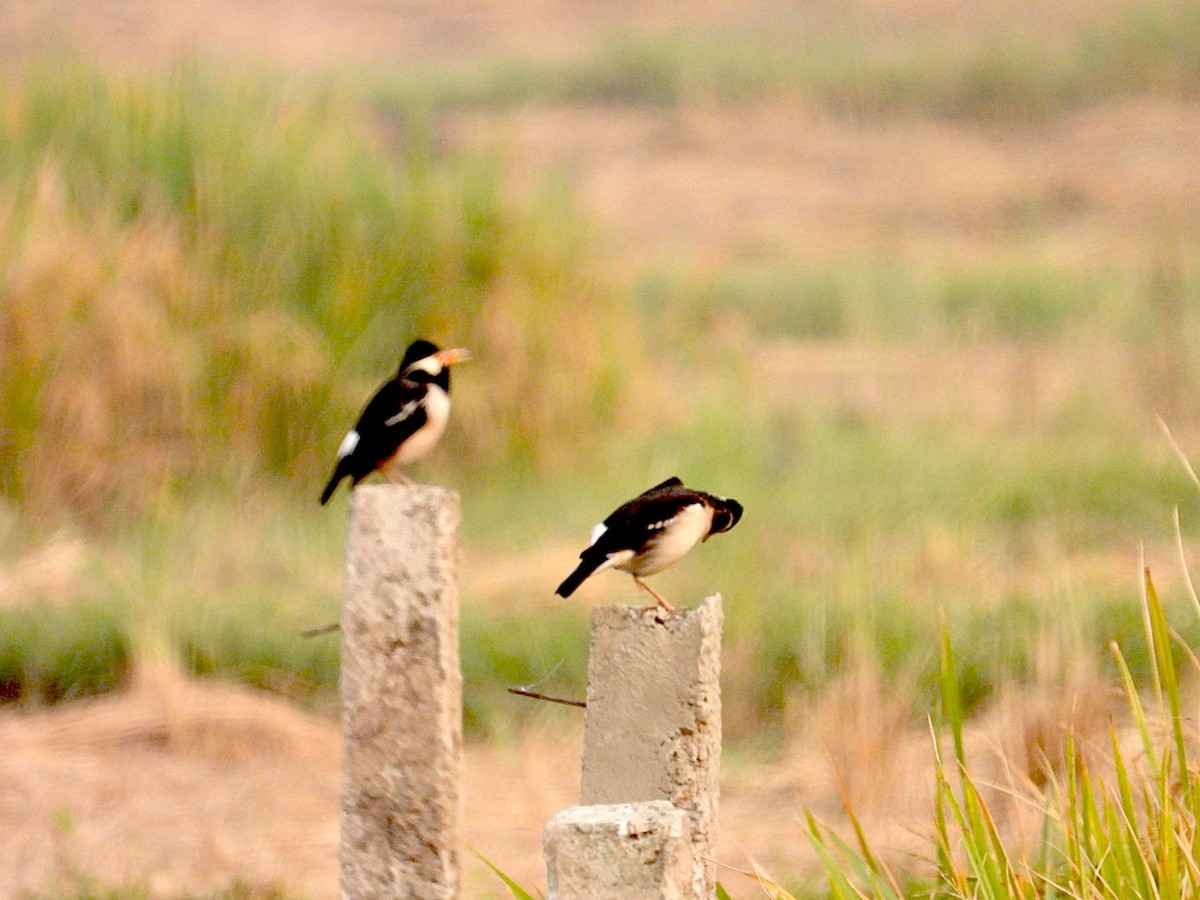 印度鵲椋鳥 - ML645381307