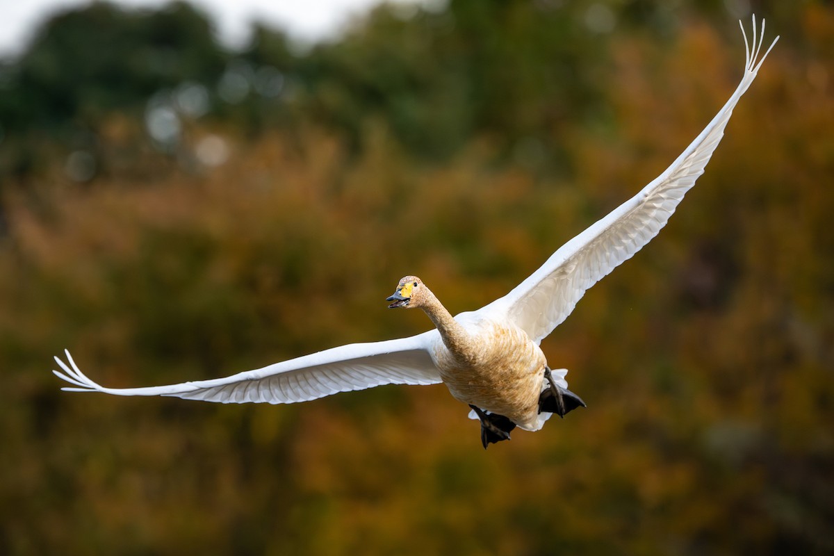 Whooper Swan - ML645381308