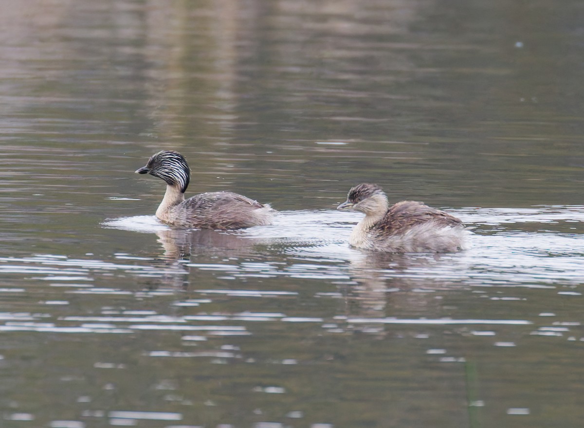Hoary-headed Grebe - ML645381323