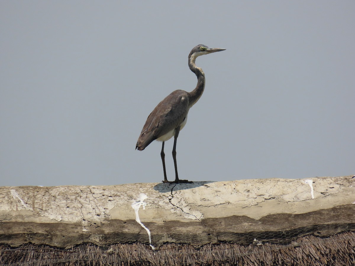 Héron mélanocéphale - ML645381372