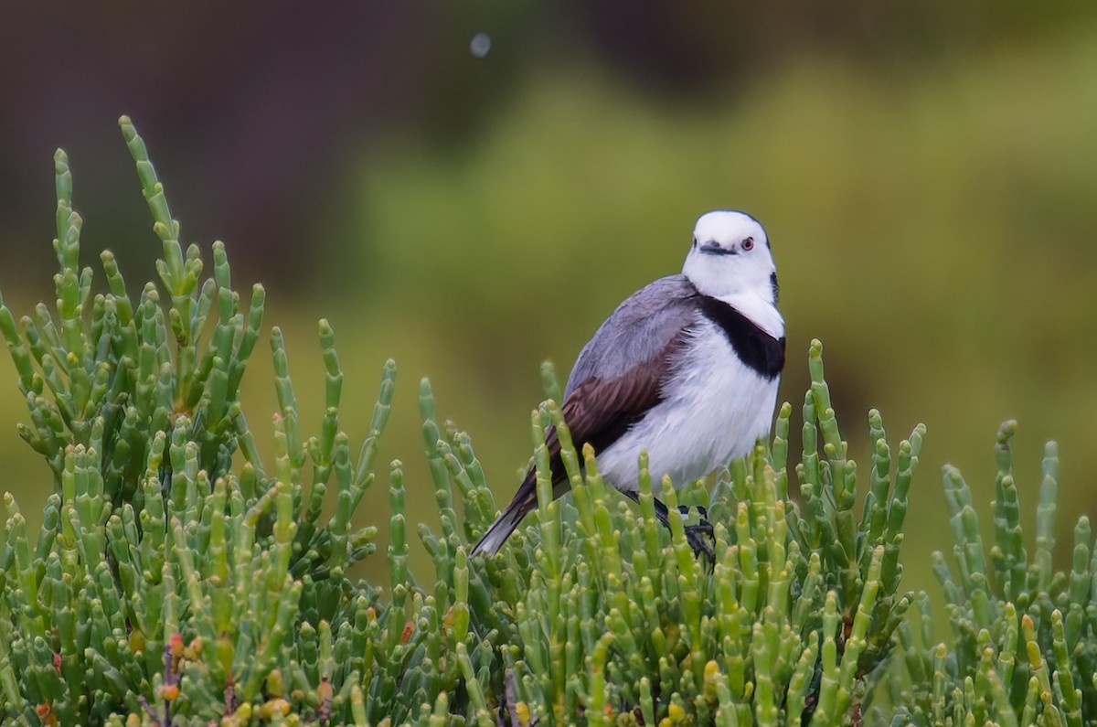 White-fronted Chat - ML645381383