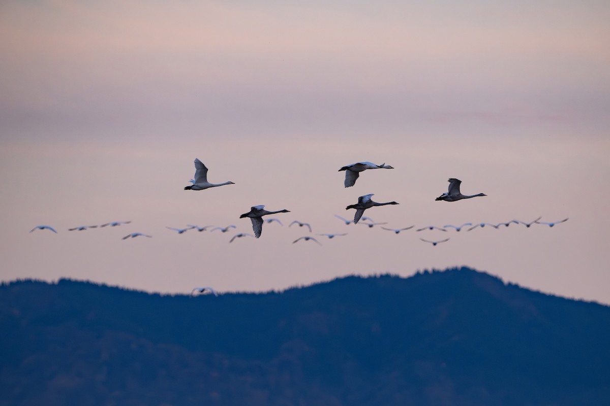 sangsvane - ML645381395