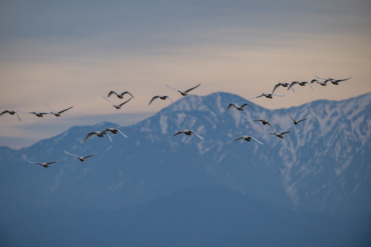 sangsvane - ML645381398