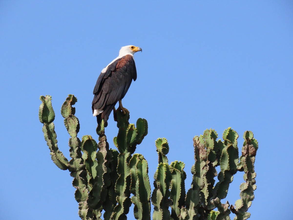 flodørn - ML645381436