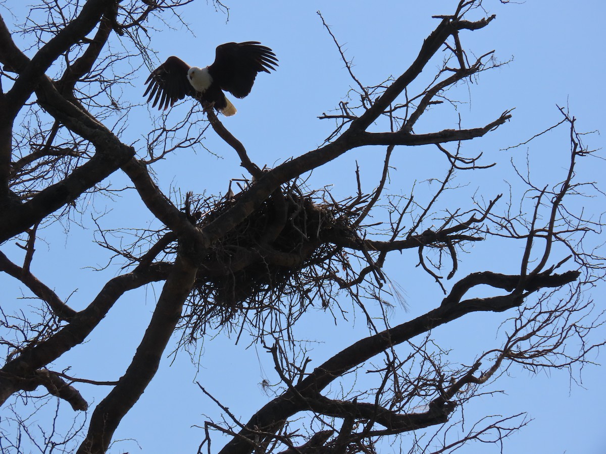 flodørn - ML645381437