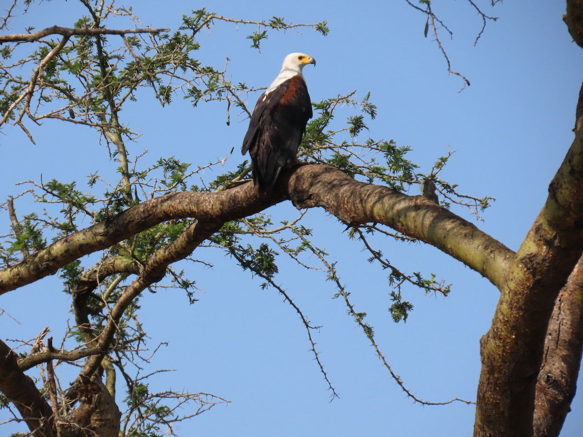 flodørn - ML645381438