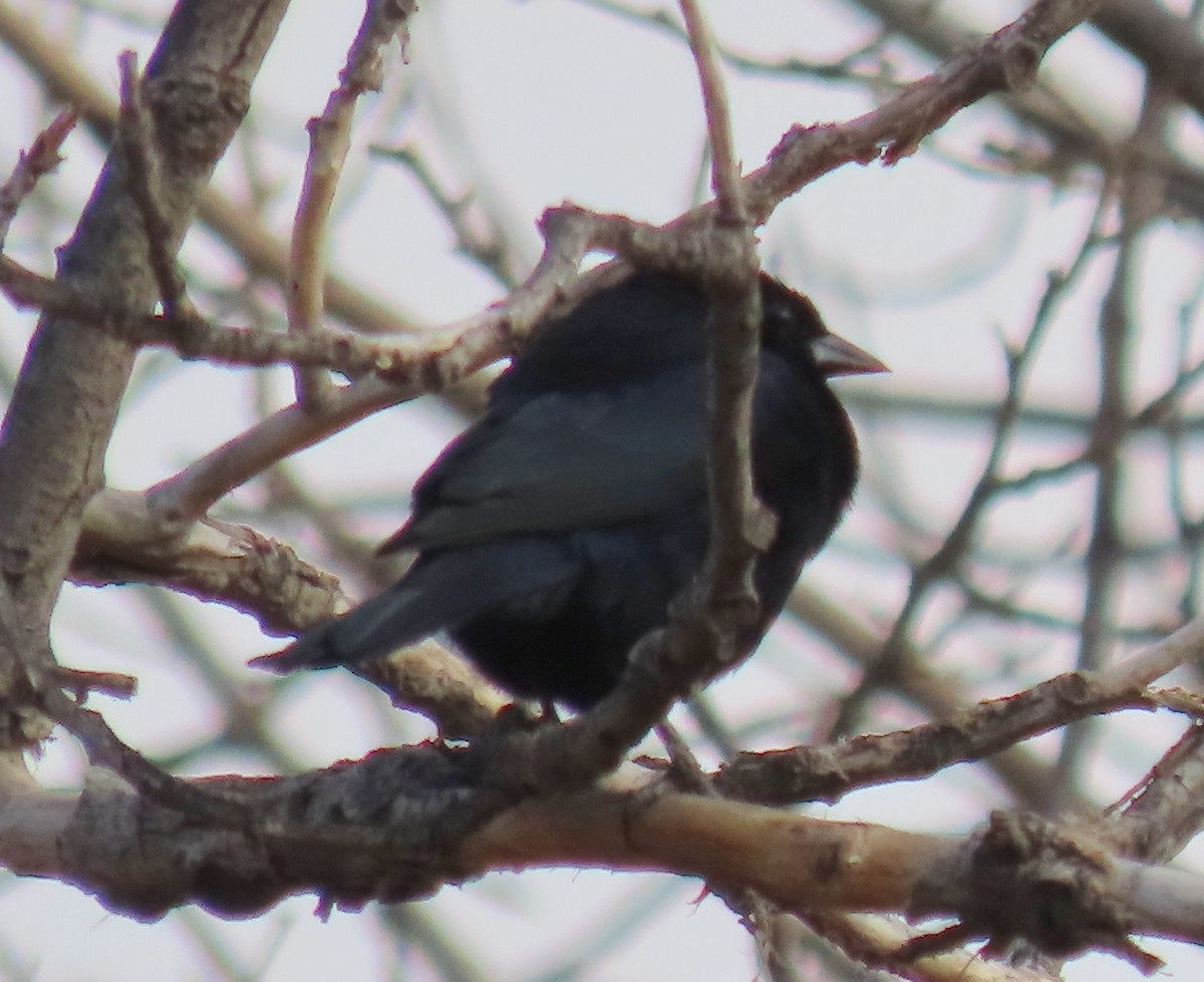 テリバネコウウチョウ - ML645381446