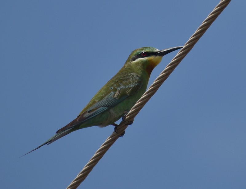 blåkinnbieter - ML645381449