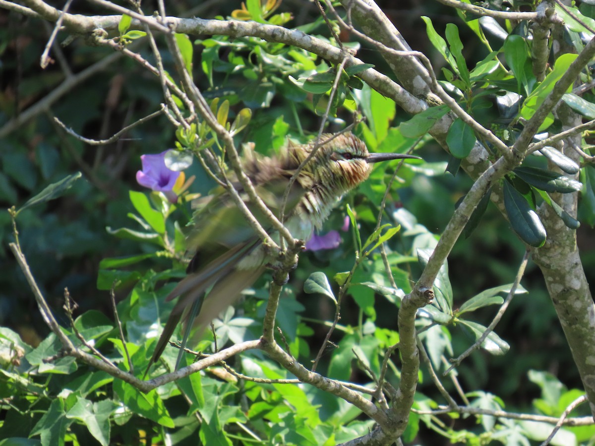 blåkinnbieter - ML645381450