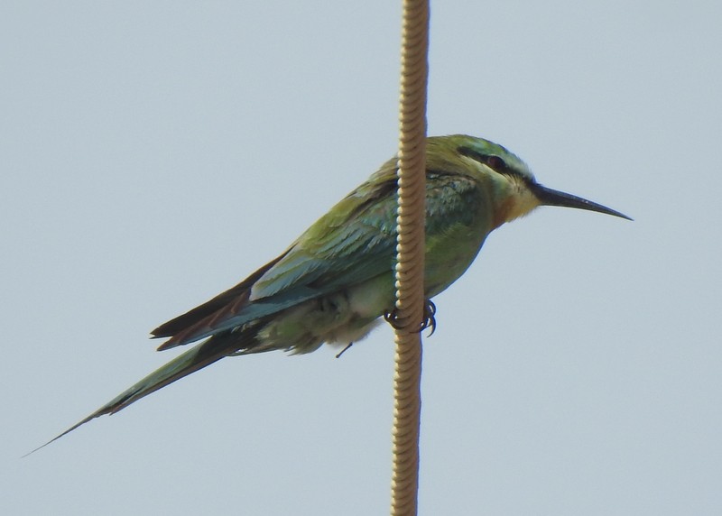 blåkinnbieter - ML645381451