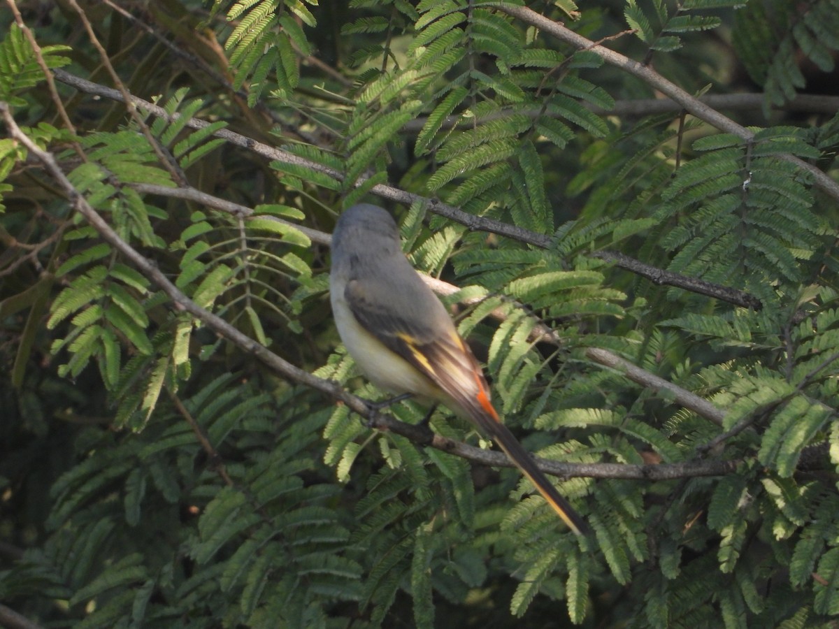 Small Minivet - ML645381476