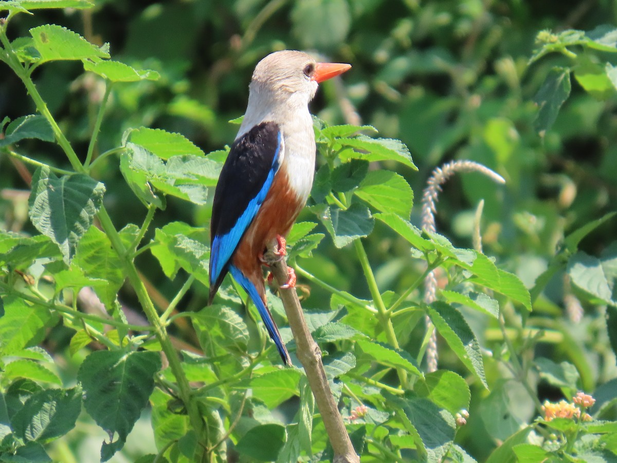 Martin-chasseur à tête grise - ML645381477