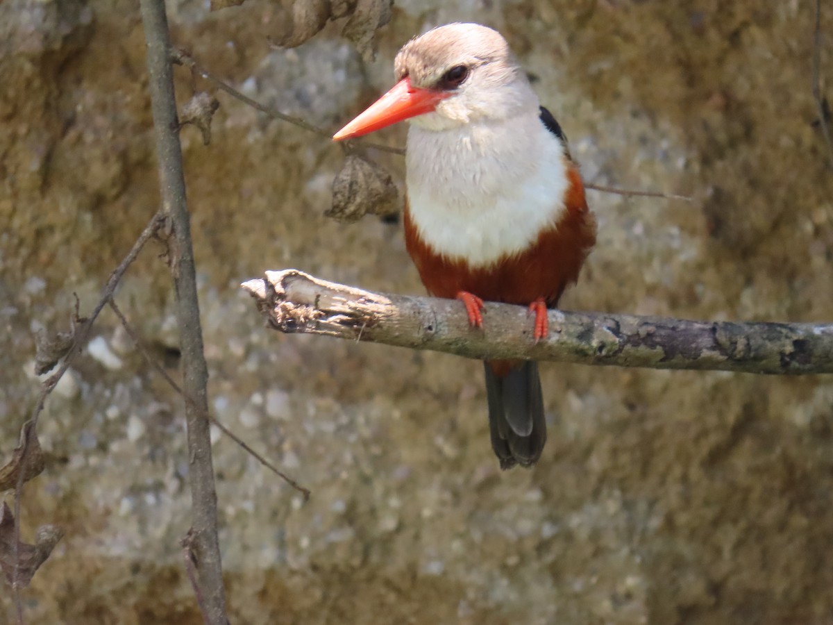 Martin-chasseur à tête grise - ML645381478