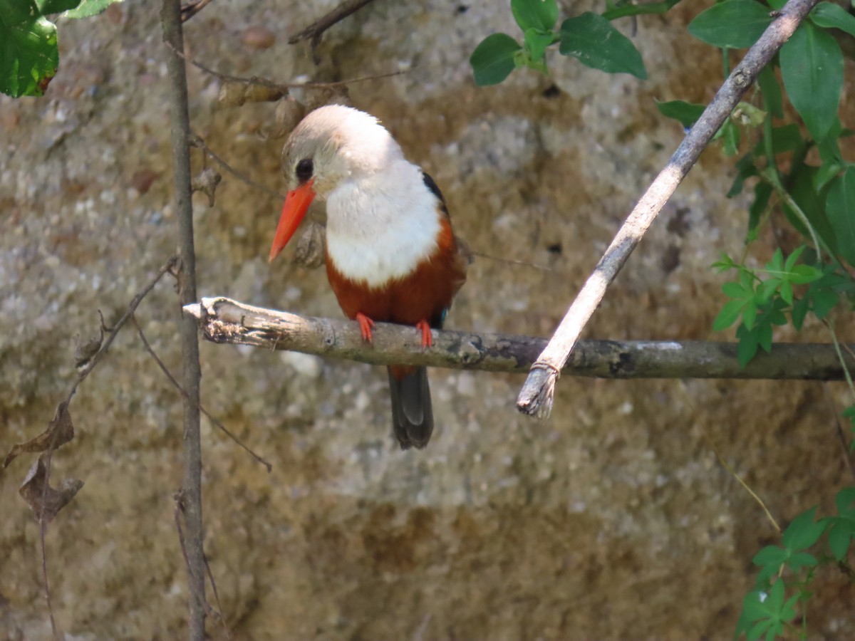 Martin-chasseur à tête grise - ML645381479