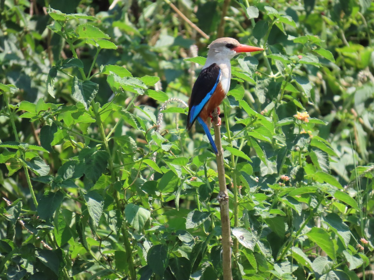 Martin-chasseur à tête grise - ML645381480